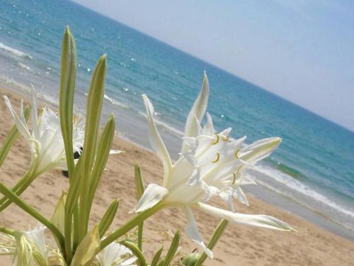 a white flower on a sandy beach near the ocean at Agri B&B Terre Joniche in Isola Capo Rizzuto