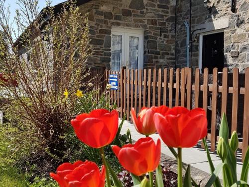 a group of red tulips in front of a house at Bronwye in Builth Wells