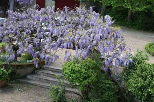un montón de flores púrpuras creciendo en algunas escaleras en Castel Saint Laurent en Langeais
