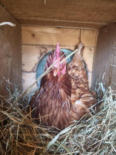 two chickens sitting in a nest in a chicken coop at Gartnerhof in Plaus