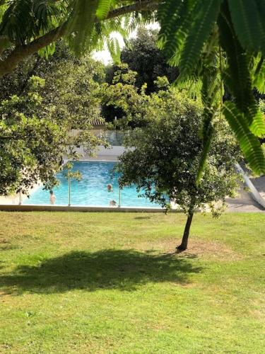 un arbre dans un champ avec une piscine dans l'établissement Maison de vacances avec piscine , dans résidence, à Meschers-sur-Gironde