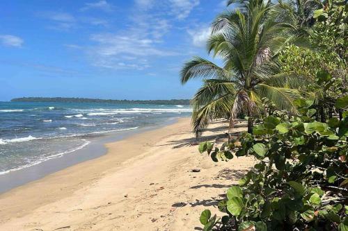 einen Strand mit einer Palme und dem Meer in der Unterkunft Tiny jungle house, few minutes from the beach in Cocles