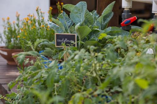 a display of plants in a garden shop at Colony Club, a Luxury Collection Resort, Barbados in Saint James