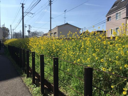 a fence in front of a field of yellow flowers at 高原マンション 202 in Matsuyama