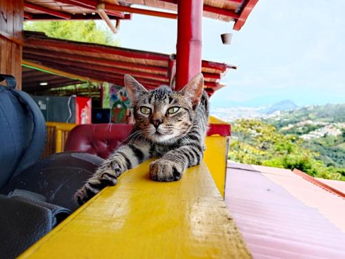 a cat laying on top of a table at Hostal Piedra del Ocaso in Manizales