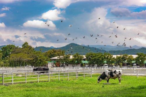 una vaca pastando en un campo con una bandada de aves en Me Design khao yai en Ban Wa Kachieo