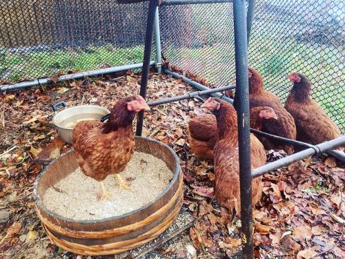 a group of chickens standing around a bowl of food at Lemon tree hotel in Higashiura