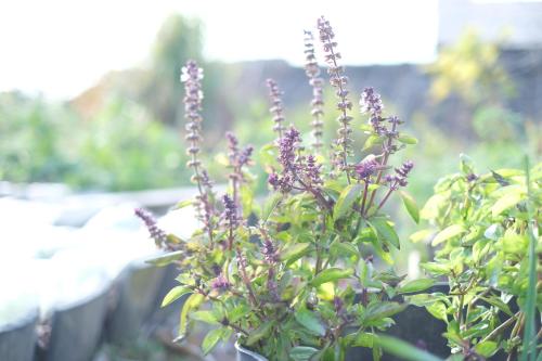 a plant with purple flowers in the foreground at Lemon tree hotel in Higashiura