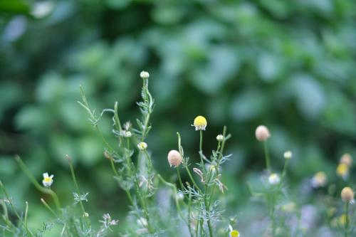 a field of flowers with trees in the background at Lemon tree hotel in Higashiura