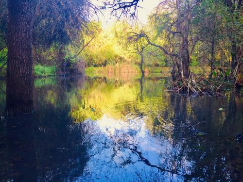 a painting of a river with trees and reflections at Dream of Africa Bush Lodge in Marloth Park