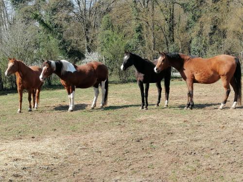 a group of horses standing in a field at gîte des 2 Lions in Murs-et-Gélignieux