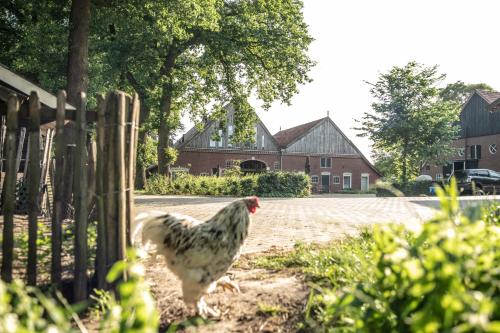 een kip staat voor een hek bij Erfgoed Bossem in Lattrop