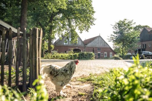 Ein Huhn steht vor einem Zaun in der Unterkunft Erfgoed Bossem in Lattrop