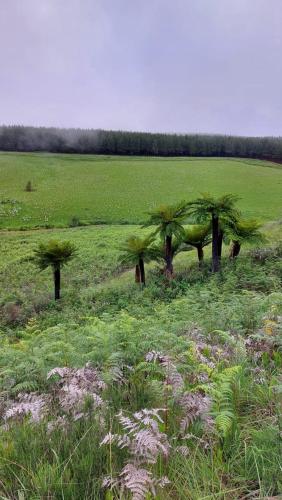 a group of palm trees in a field at Lisbon Eco Lodge in Graskop