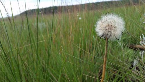 a dandelion in a field of tall grass at Lisbon Eco Lodge in Graskop