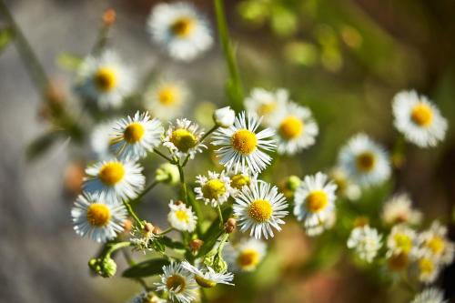 a bunch of white and yellow daisies at Donauhotel Lettnerhof in Au an der Donau