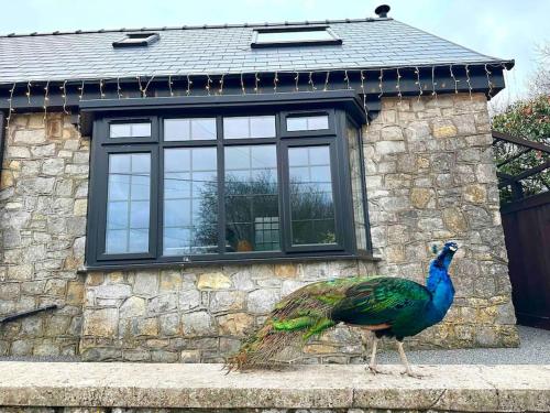 a peacock standing in front of a stone house at Peacock cottage in Ewenny