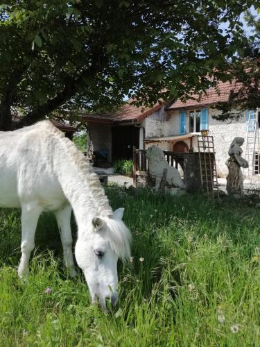 a white horse grazing in the grass in front of a house at gîte des 2 Lions in Murs-et-Gélignieux