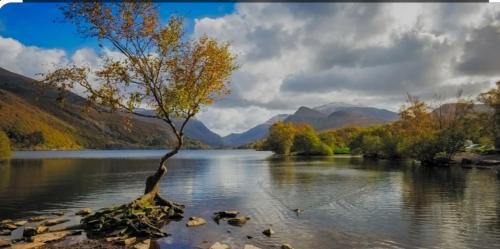 uma árvore que cresce no meio de um lago em Pen y Buarth Pod - Caravan Site em Caernarfon