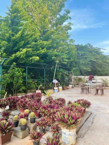 a bunch of plants in pots in a garden at Hotel Coffee Bean in Bengaluru