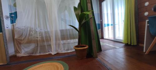 a plant sitting on the floor next to a window at HOME CONTAINER RESORT Eau in Sainte-Rose