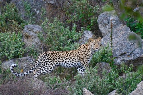 a cheetah walking on the side of some rocks at NDZUTI BUSH CAMP in Balule Game Reserve