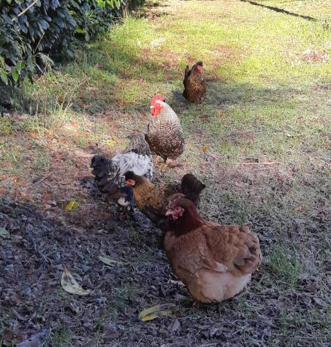 a group of chickens standing in the grass at Private Lakeside Retreat in Renac