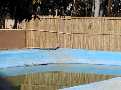 a lizard laying on top of a pool of water next to a fence at Backpackers Karma Home stay in Khajurāho
