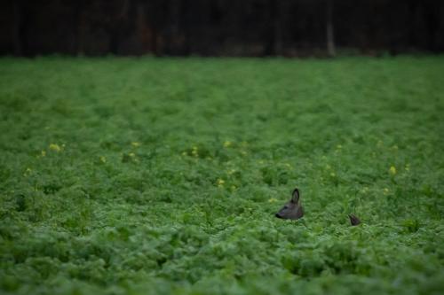 a bird sitting in a field of green grass at Drents Genieten - Kraaiheide met privé jacuzzi in Erm