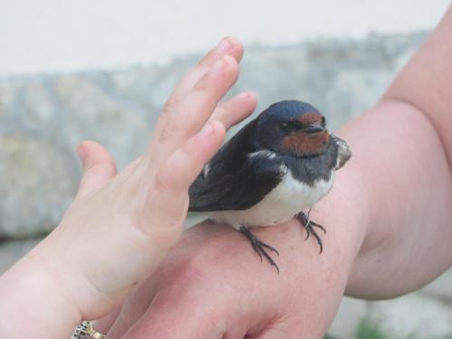 a small bird sitting on a persons hand at Sörényes Udvarház in Pénzesgyőr
