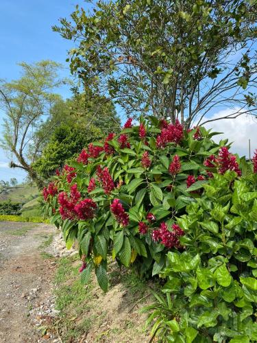 a bush with red flowers on the side of a road at Villa Jair Hotel in Filandia