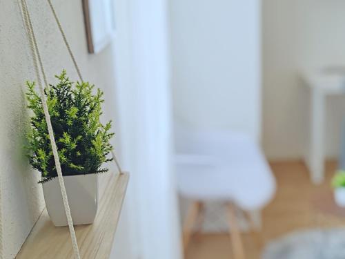 a plant sitting on a shelf next to a wall at Alilè in Sassari