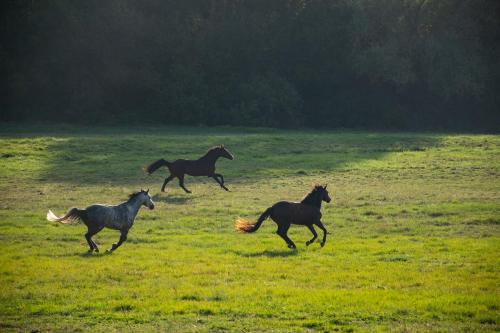 Animales en el bed and breakfast o alrededores