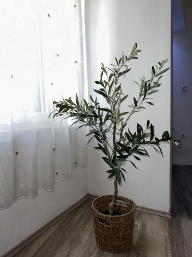 una planta en una cesta en una habitación con ventana en Dani Apartments, en Split