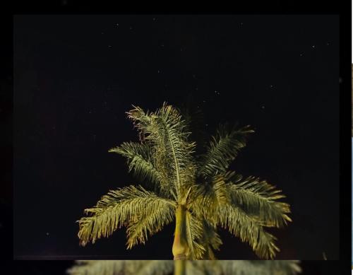 a palm tree in front of a night sky at Hostal Camino Viejo in Líbano