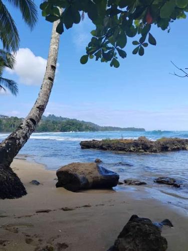 uma praia com uma rocha e uma palmeira em BARI Campings resort em Puerto Viejo