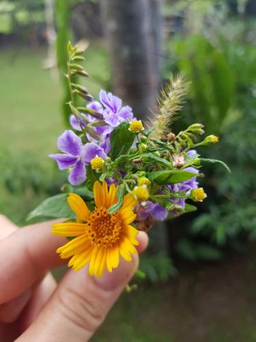 a hand holding a bunch of purple and yellow flowers at Pousada Vila Guyrá in Florianópolis