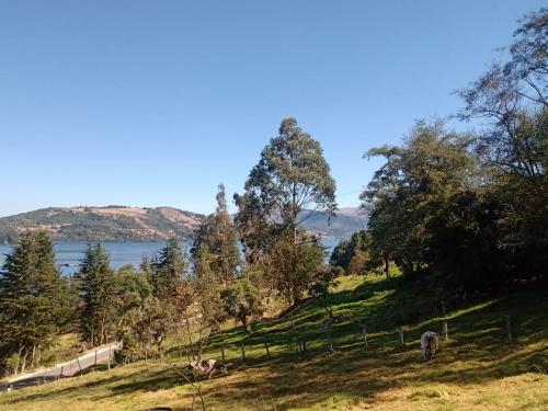 a field with cows on a hill next to a lake at Finca Refugio Guanumen in Tota