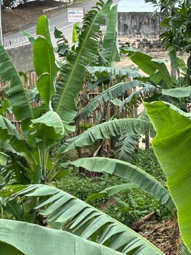 a bunch of green banana trees in a field at Becaville in Port Antonio