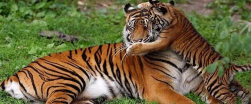 tygrys leżący na ziemi w trawie w obiekcie Sultan Tit w mieście Jyoti Gaon