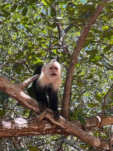 a monkey sitting on top of a tree branch at Very cozy beautifully designed loft apartment in Coco