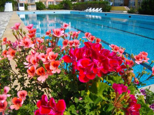um ramo de flores rosas ao lado de uma piscina em Sunshine Pearl Family Hotel em Kavarna