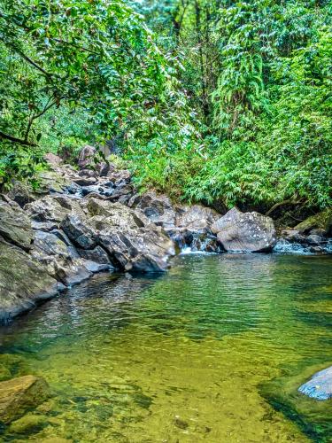 a river with green water and rocks and trees at Sinharaja Pitadeniya Villa in Deniyaya