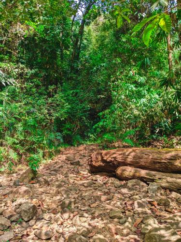 a path in the middle of a forest with a log at Sinharaja Pitadeniya Villa in Deniyaya