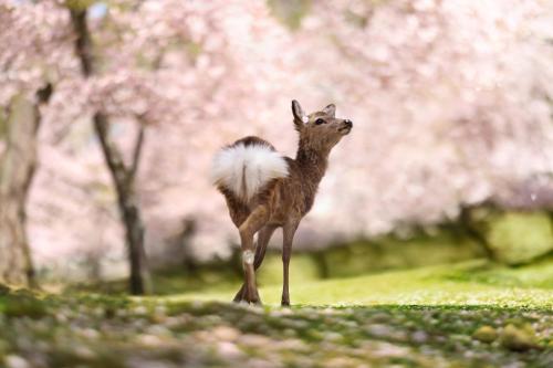 a deer standing in the grass with trees in the background at Hotel Base Nara in Nara