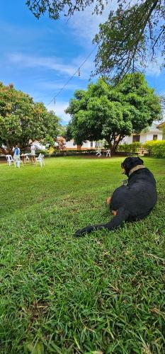 a dog sitting on the grass in a park at Northern Pearl in Gulu