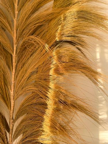 une fermeture d'un palmier dans l'établissement Mas Andalou Fabuleuse première ligne de mer, plage privative, à Frontignan