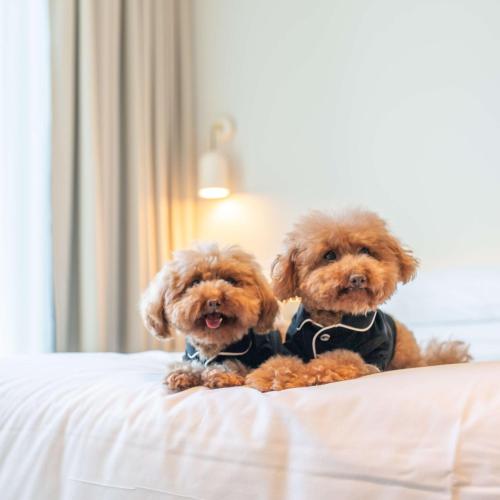 two small brown dogs sitting on a bed at Hyatt Centric Melbourne in Melbourne