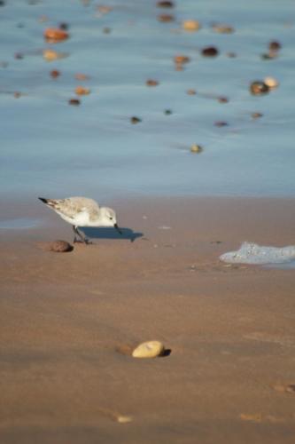 a bird walking on the beach near the water at La Maison des Vagues in Sidi Kaouki