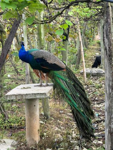 a peacock standing on top of a bench at Eco Cabañas Montana in Santa Helena